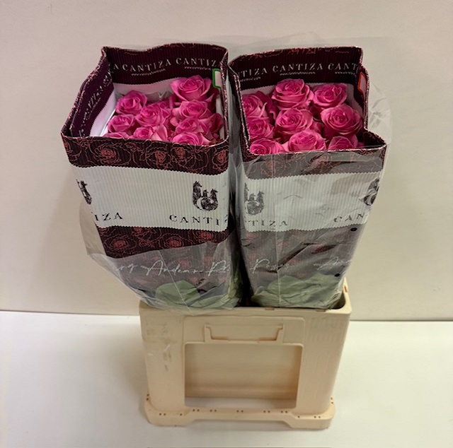 Rosa ec sweet memory CT.jpg